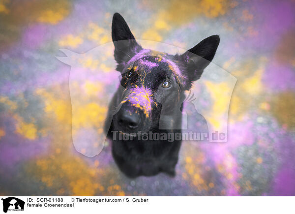 Groenendael Hndin / female Groenendael / SGR-01188