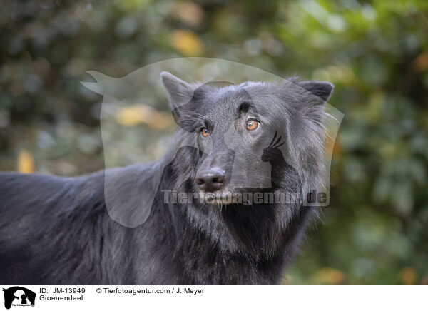 Groenendael / Groenendael / JM-13949