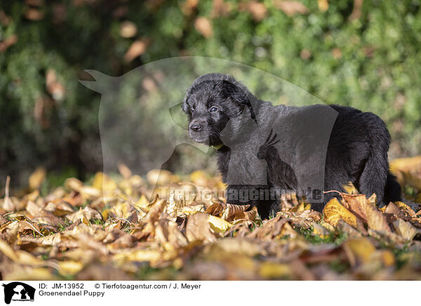 Groenendael Welpe / Groenendael Puppy / JM-13952