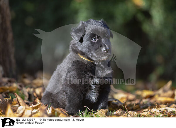 Groenendael Welpe / Groenendael Puppy / JM-13957