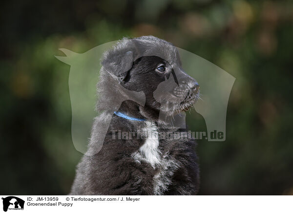 Groenendael Welpe / Groenendael Puppy / JM-13959