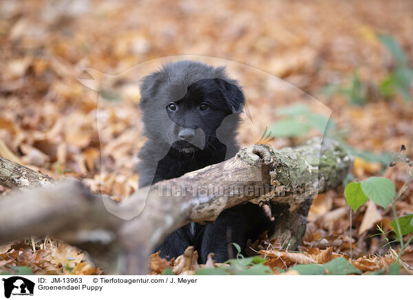 Groenendael Welpe / Groenendael Puppy / JM-13963