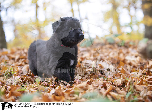 Groenendael Welpe / Groenendael Puppy / JM-13964