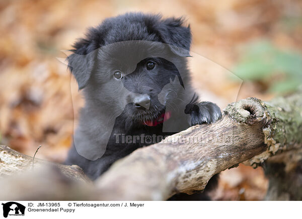 Groenendael Welpe / Groenendael Puppy / JM-13965