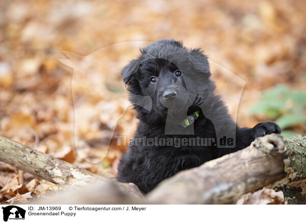 Groenendael Welpe / Groenendael Puppy / JM-13969