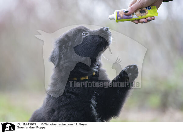 Groenendael Puppy / JM-13972