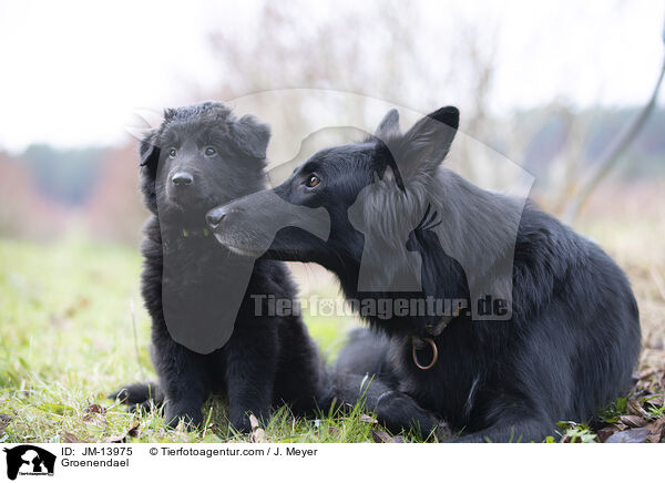 Groenendael / Groenendael / JM-13975