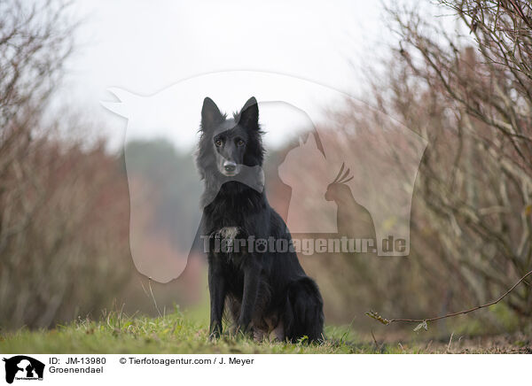 Groenendael / Groenendael / JM-13980