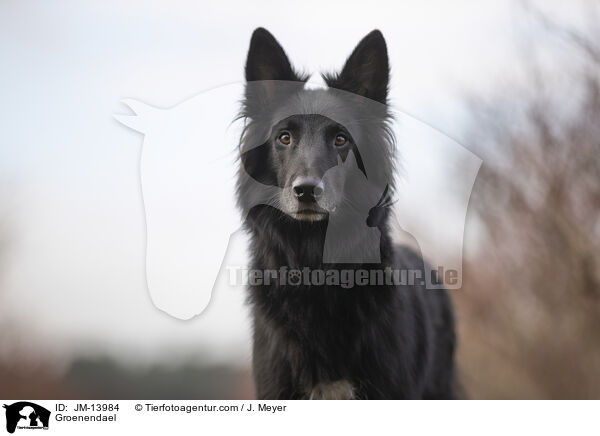 Groenendael / Groenendael / JM-13984