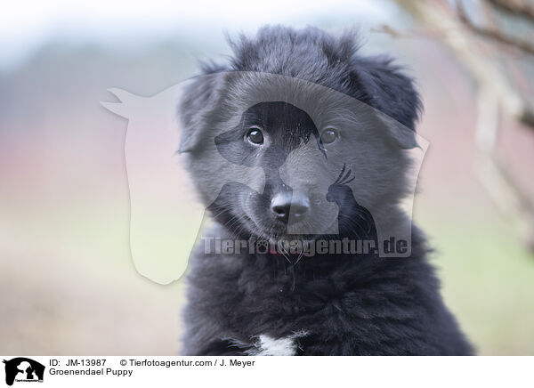 Groenendael Welpe / Groenendael Puppy / JM-13987