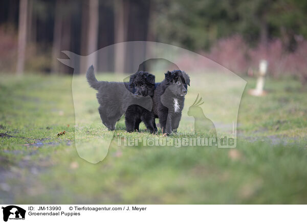 Groenendael Welpen / Groenendael Puppies / JM-13990