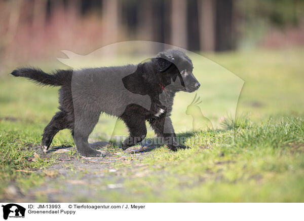 Groenendael Welpe / Groenendael Puppy / JM-13993