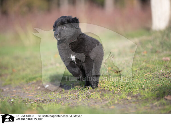 Groenendael Welpe / Groenendael Puppy / JM-13998