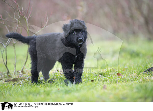 Groenendael Welpe / Groenendael Puppy / JM-14010