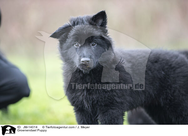 Groenendael Welpe / Groenendael Puppy / JM-14014