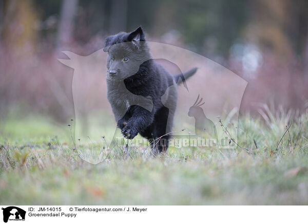 Groenendael Welpe / Groenendael Puppy / JM-14015