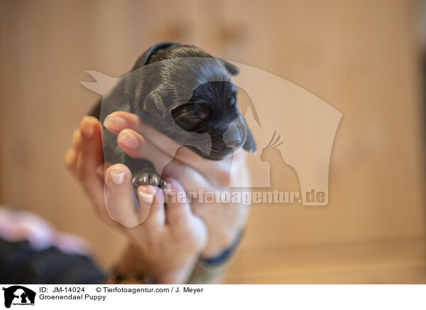 Groenendael Puppy / JM-14024