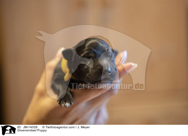 Groenendael Welpe / Groenendael Puppy / JM-14026