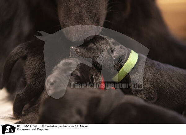 Groenendael Puppies / JM-14028