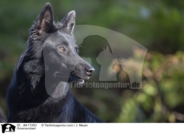 Groenendael / Groenendael / JM-17263