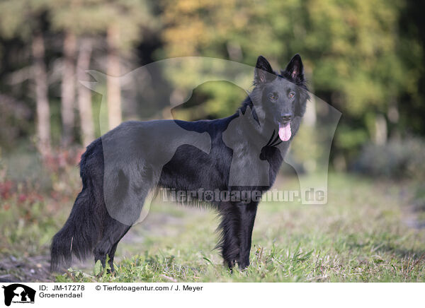 Groenendael / Groenendael / JM-17278