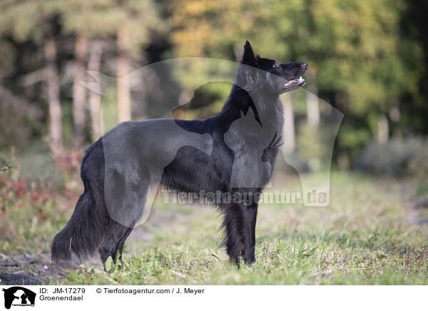 Groenendael / Groenendael / JM-17279