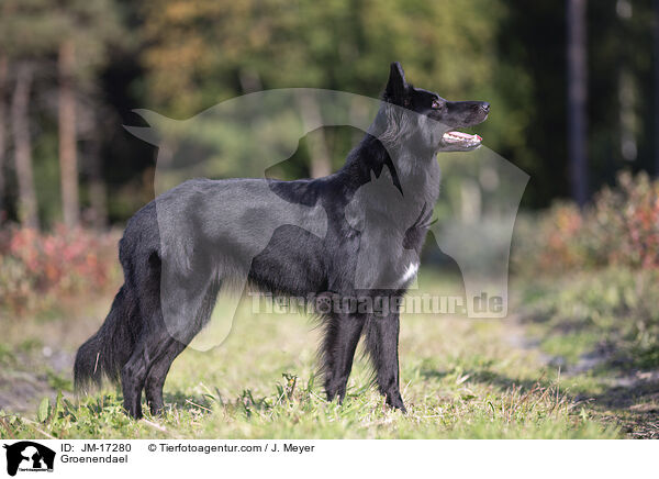 Groenendael / Groenendael / JM-17280