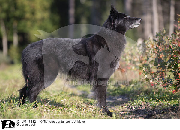 Groenendael / Groenendael / JM-17282