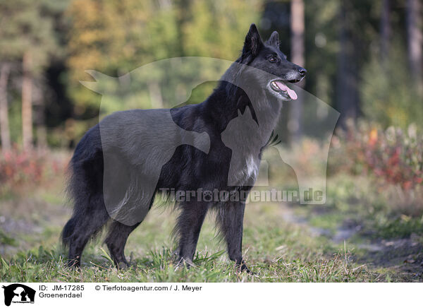 Groenendael / Groenendael / JM-17285