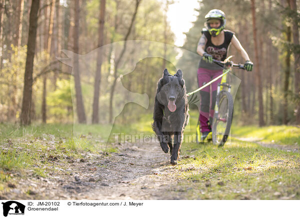 Groenendael / Groenendael / JM-20102