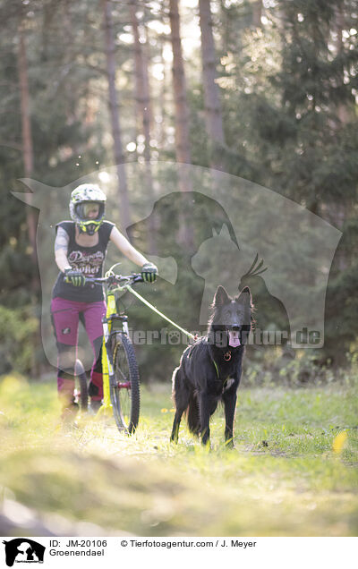 Groenendael / Groenendael / JM-20106