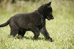 Groenendael Puppy