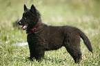 Groenendael Puppy