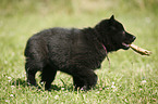 Groenendael Puppy