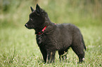 Groenendael Puppy