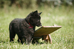 Groenendael Puppy