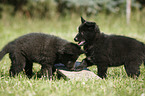 Groenendael Puppies