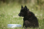 Groenendael Puppy