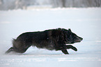 Groenendael in snow