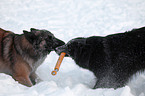 Tervuren in snow