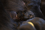 Groenendael Puppy