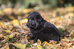 Groenendael Puppy