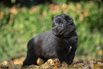 Groenendael Puppy