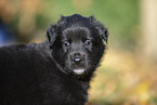 Groenendael Puppy