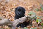 Groenendael Puppy