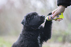 Groenendael Puppy