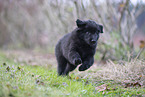 Groenendael Puppy