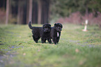 Groenendael Puppies