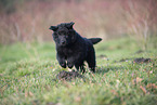 Groenendael Puppy