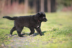 Groenendael Puppy